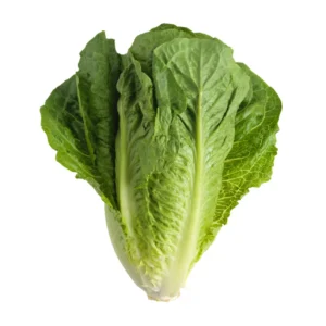 Romaine (lettuce)