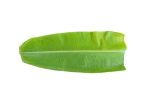 Banana Leaves (Per Pc)