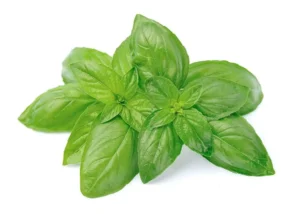 Basil (100 gm pkt)