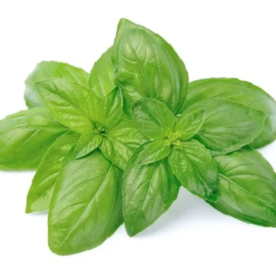 Basil (50 GM Packet)