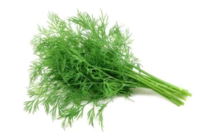 Dill Leaves  (Sova) (Bunch)