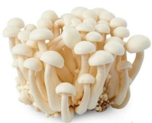 Enoki Mushroom  (Imported)