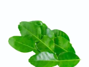 Lemon Leaves  (imported) (100 gm pkt)