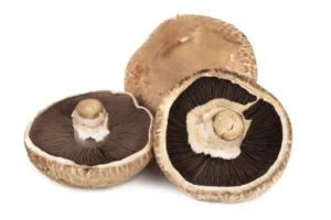 Portobello Mushroom