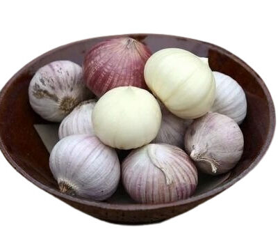 Single Kali (Garlic) (Whole) (Per KG)