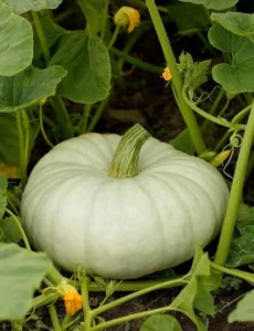 White Pumpkin