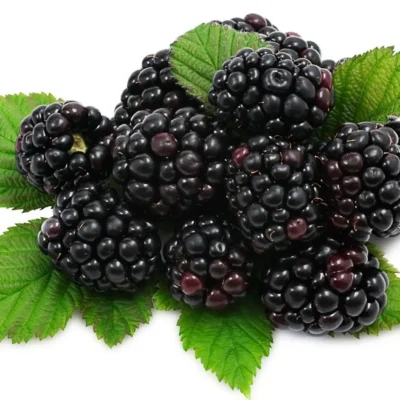 Blackberry (Fruits) (Imported)(125 gm pkt)