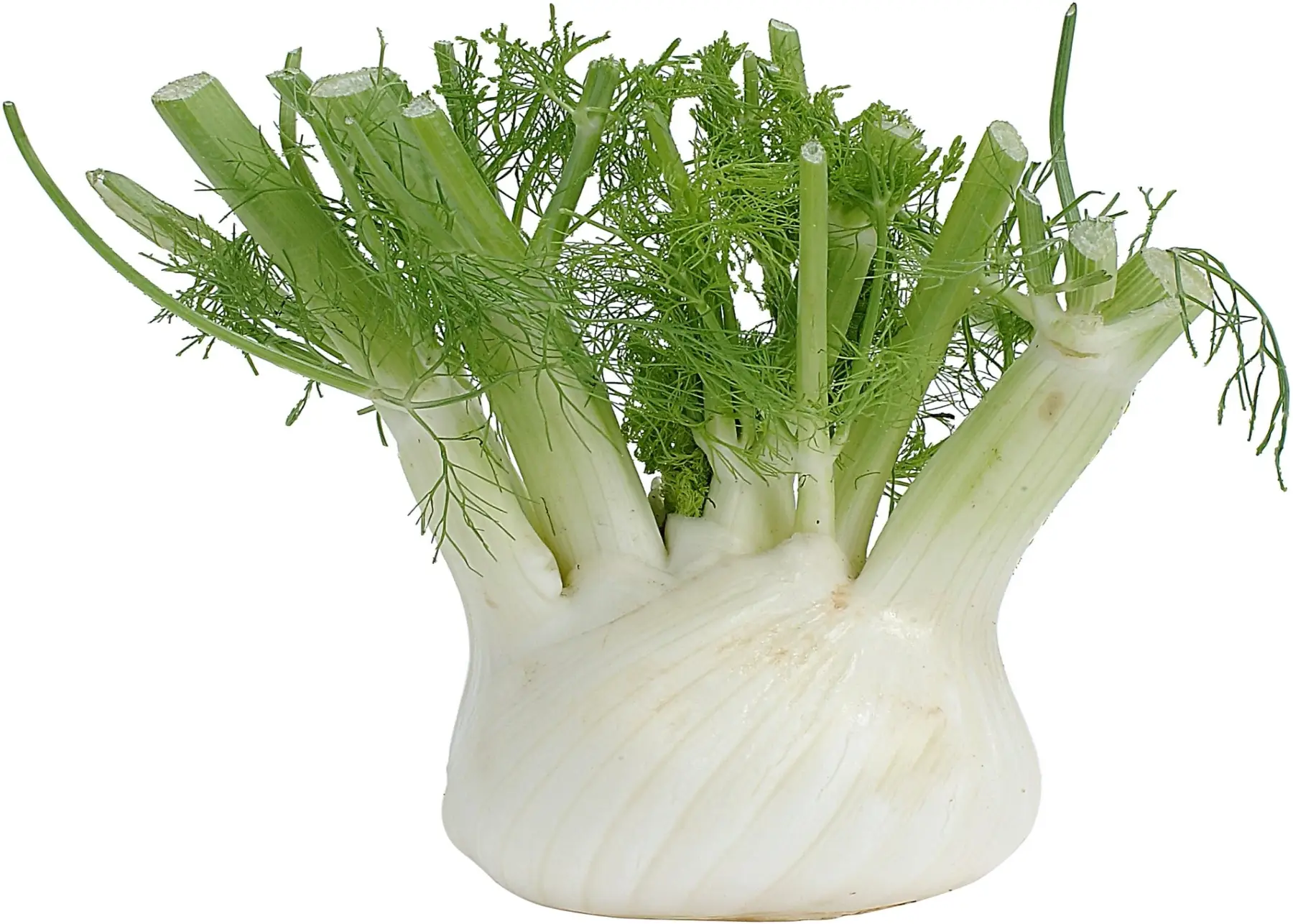 Fennel (Per KG)