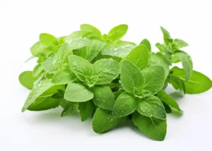 Oregano