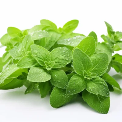 Oregano (50 GM Packet)