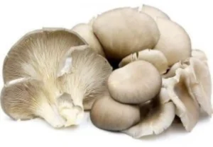 Oyster Mushroom  (Fresh) (Indian) (200 gm pkt)